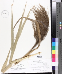 Phragmites australis image