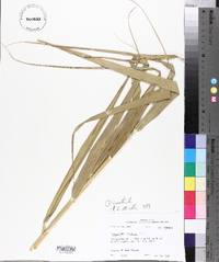 Phragmites australis image