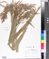 Phragmites australis image