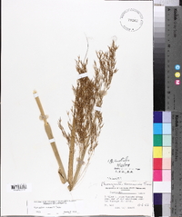 Phragmites australis image