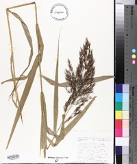 Phragmites australis image