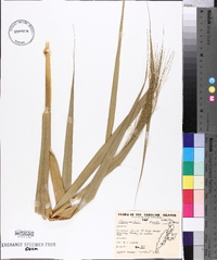 Phragmites karka image