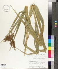 Phragmites australis image