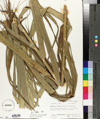 Phragmites australis image