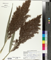 Phragmites australis image