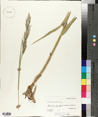 Phragmites australis image