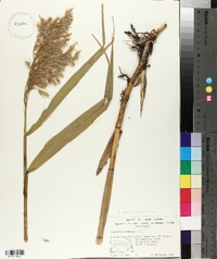 Phragmites australis image