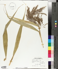 Phragmites australis image