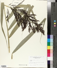 Phragmites australis image