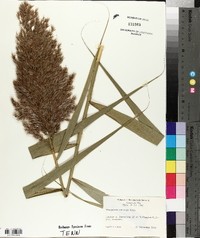 Phragmites australis image