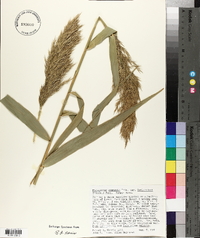 Phragmites australis image