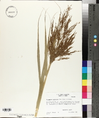 Phragmites australis image