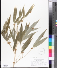 Phyllostachys aurea image