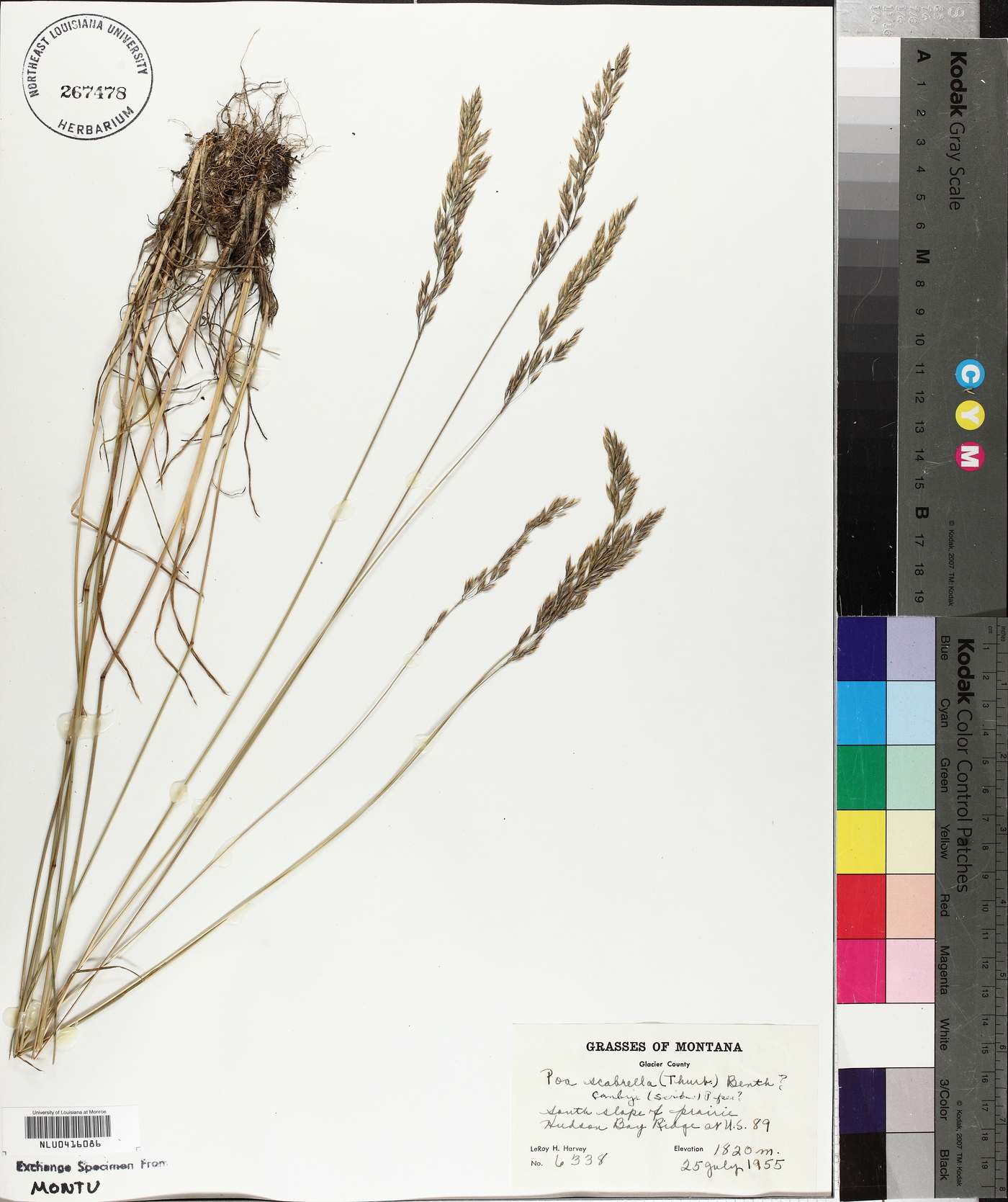 Poa secunda var. scabrella image