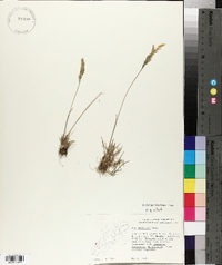 Poa secunda var. nevadensis image