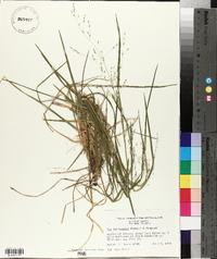 Poa saltuensis image