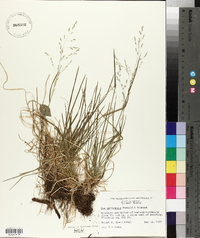 Poa saltuensis image