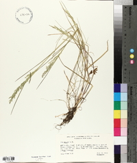 Poa trivialis image