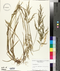 Poa trivialis image