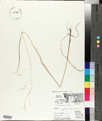 Poa sylvestris image