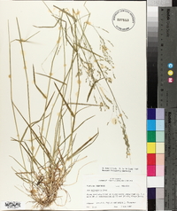 Poa sylvestris image