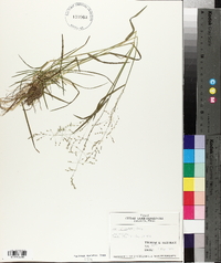 Poa sylvestris image