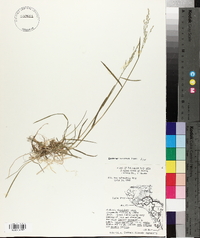 Poa sylvestris image