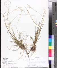 Poa autumnalis image