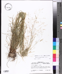 Poa autumnalis image