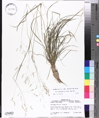 Poa autumnalis image