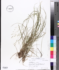 Poa autumnalis image