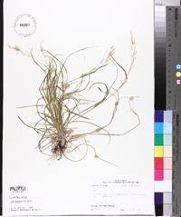 Poa autumnalis image