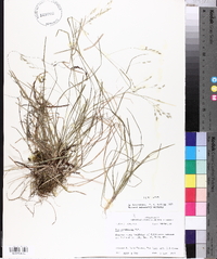 Poa autumnalis image