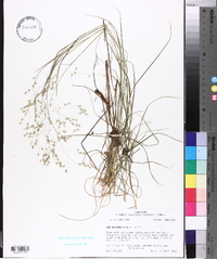 Poa autumnalis image