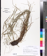 Poa autumnalis image