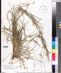 Poa autumnalis image