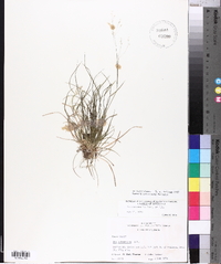 Poa autumnalis image