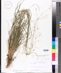 Poa autumnalis image