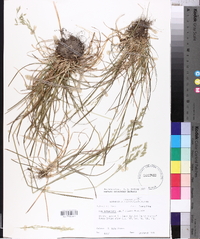 Poa autumnalis image