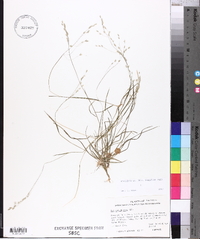 Poa autumnalis image