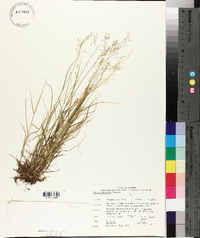 Poa glaucantha image