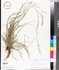 Poa autumnalis image