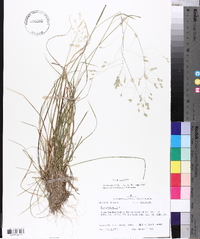 Poa autumnalis image