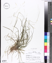 Poa autumnalis image