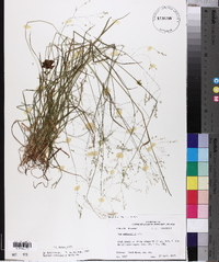 Poa autumnalis image