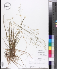 Poa autumnalis image