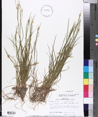 Poa autumnalis image