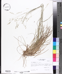 Poa autumnalis image