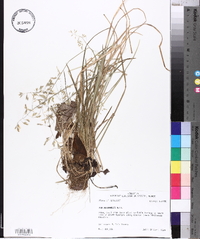 Poa autumnalis image