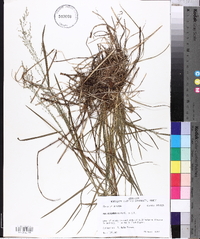 Poa autumnalis image